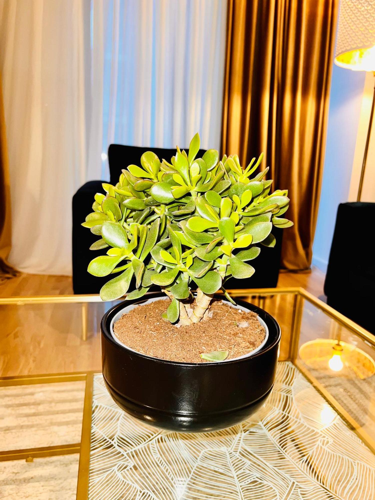 Cosy Stay 布加勒斯特 外观 照片